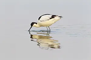 Avosetta: Pied Avocet