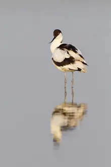 Avosetta: Pied Avocet