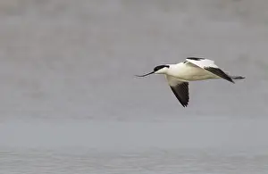 Avosetta: Pied Avocet