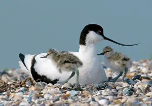 Avosetta: Pied Avocet
