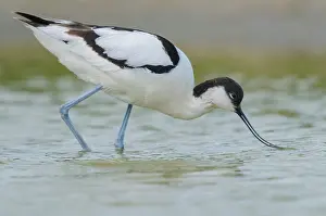 Avosetta: Pied Avocet