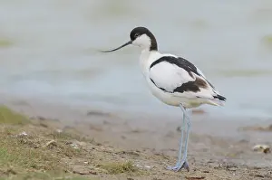 Avosetta: Pied Avocet