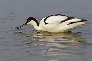 Avosetta: Pied Avocet