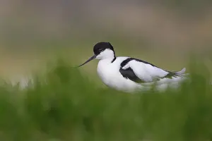 Avocet: Pied Avocet