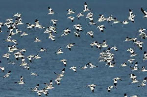 Avocet: Pied Avocet