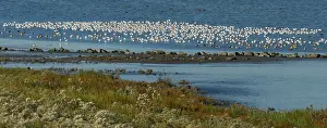 Avocet: Pied Avocet