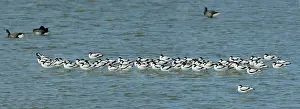 Avocet: Pied Avocet