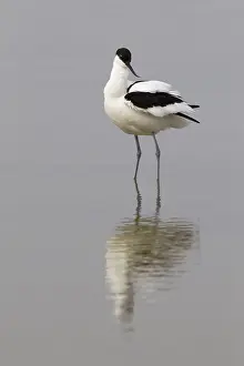 Avocet: Pied Avocet