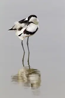 Avocet: Pied Avocet