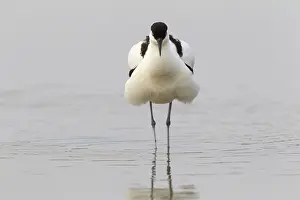 Avocet: Pied Avocet