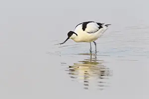 Avocet: Pied Avocet