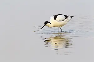 Avocet: Pied Avocet
