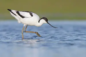 Avocet: Pied Avocet