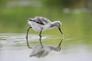 Avocet: Pied Avocet