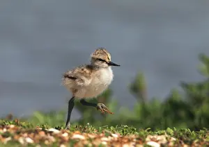 Avocet: Pied Avocet