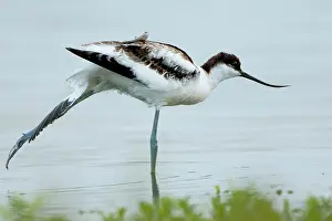 Avocet: Pied Avocet