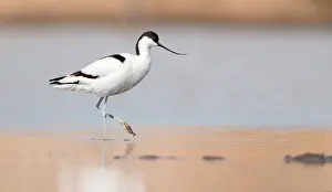 Avocet: Pied Avocet