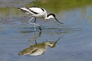 Avocet: Pied Avocet