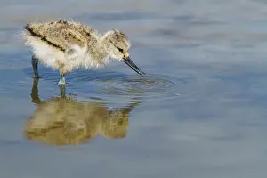 Avocet: Pied Avocet