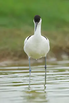 Avocet: Pied Avocet