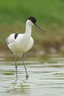 Avocet: Pied Avocet