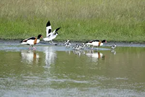 Shelducks: Pied Avocet - attacking Shelduck family (Tadorna tadorna)