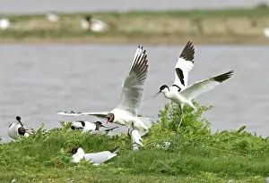 Avocets: Pied Avocet and Black-headed Gull (Larus ridibundus)
