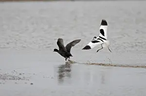 Avocets: Pied Avocet and Coot (Fulica atra) Avocet chasing off Coot