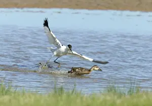 Avocets: Pied Avocet and Duckling - Duckling being chased by Avocet