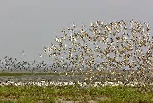 Avocets: Pied Avocet and Dunlin (Calidris alpina). Pied