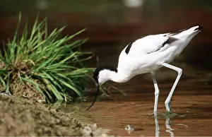 Avocet: Pied AVOCET - feeding in water
