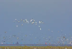 Avocets: Pied Avocet - in flight, with waders at the turn