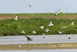 Stealing: Pied Avocet and Grey Heron, (Ardea cinerea) - Grey
