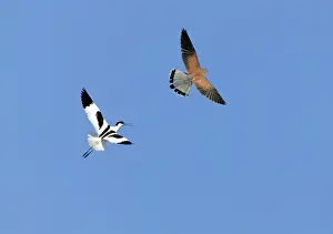 Avocets: Pied Avocet and Kestrel / Common Kestrel (Falco