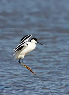 Avocets: Pied Avocet - Landing in over water