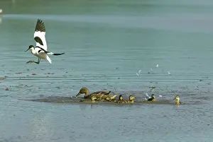 Avocets: Pied Avocet and Mallard (Anas platyrhynchos) Mallard