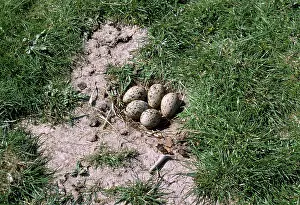 Nancy Jennings: Pied Avocet - nest with 5 eggs