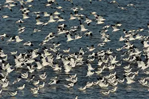 Avocet: Pied Avocet (Recurvirostra avosetta)