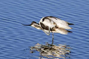 Flat: Pied avocet (Recurvirostra avosetta) scratching head with leg in shallow water of pond in evening light in late summer