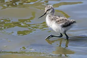 Avocet: Pied avocet (Recurvirostra avosetta) chick forag