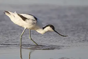 Avocet: Pied Avocet (Recurvirostra avosetta) feeding in