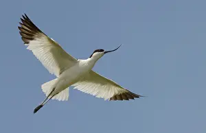 Avosetta: Pied Avocet (Recurvirostra avosetta) in flight