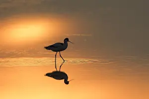 Avocet: Pied avocet (Recurvirostra avosetta) foraging in