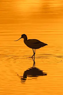 Avocet: Pied avocet (Recurvirostra avosetta) foraging in