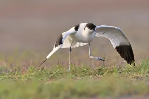 Avocet: Pied Avocet (Recurvirostra avosetta) in a position