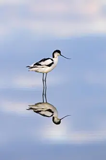 Showing: Pied avocet (Recurvirostra avosetta) showing reflection