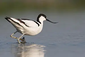 Avocet: Pied Avocet (Recurvirostra avosetta) wading in