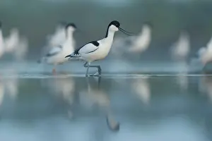Avocet: Pied Avocet (Recurvirostra avosetta) walking in