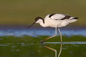 Avocet: Pied Avocet (Recurvirostra avosetta) walking in