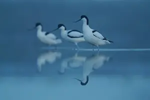 Avocet: Pied Avocet (Recurvirostra avosetta) in water, Re